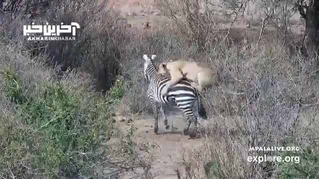 ویدیو شکار گورخر حواس پرت توسط شیر ماده