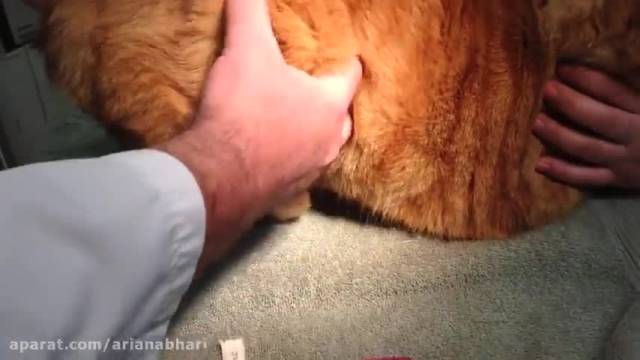 آموزش آمپول زدن به گربه