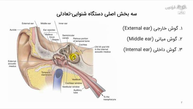 علوم تشریحی سیستم شنوایی - تعادلی : مقدمه و جنین شناسی گوش داخلی