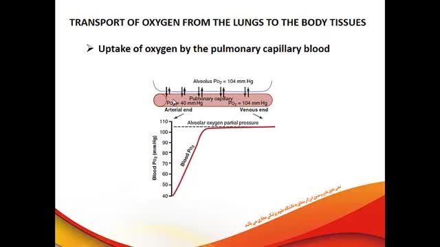 تبادل اکسیژن و CO2 بین خون و بافت ها | فیزیولوژی دستگاه تنفس | جلسه هشتم
