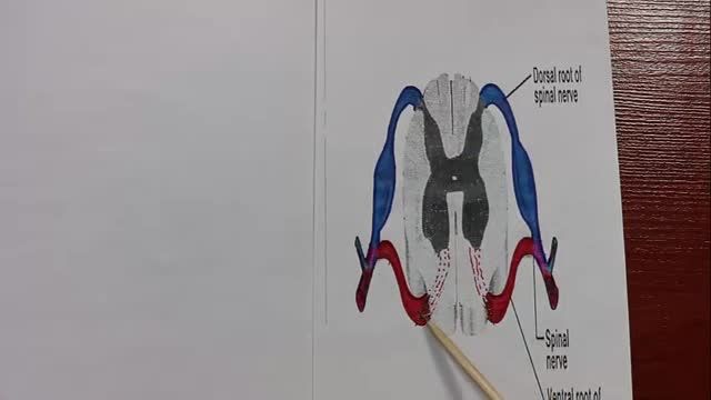 شبکه بازویی و بین دنده ای | آموزش علوم تشریح (آناتومی) اسکلتی - عضلانی | جلسه پانزدهم (1)