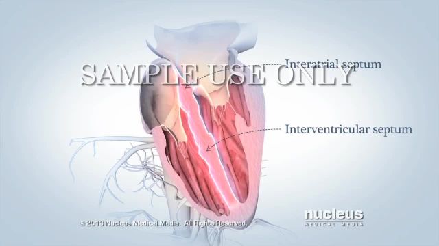 دانستنی های لازم در مورد آناتومی قلب