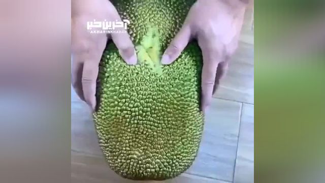 گیاه جک فروت بزرگترین میوه روی زمین