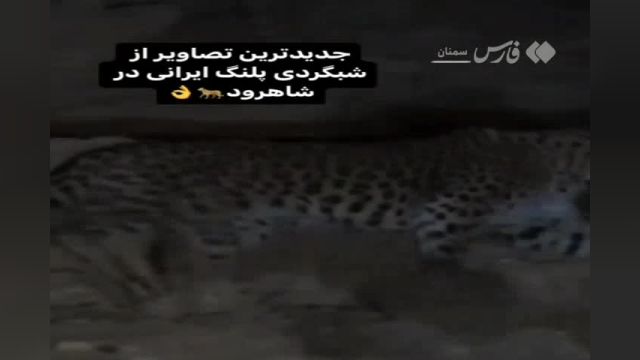 پرسه زنی خانواده 3 نفره پلنگ ایرانی نزدیک شهر