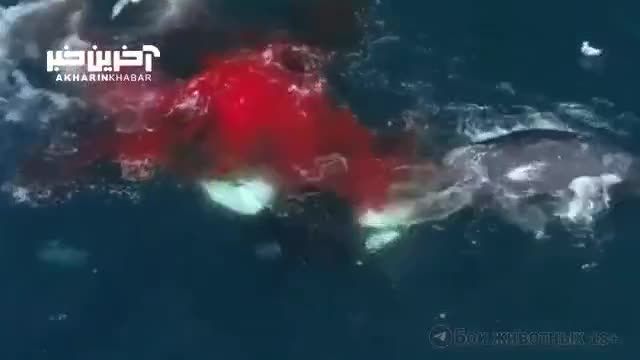 ویدئویی از حمله نهنگ‌ های قاتل به بچه وال را ببینید