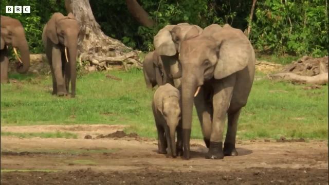 بچه فیل معلول زنده می ماند! | فیل های جنگلی جهان طبیعی