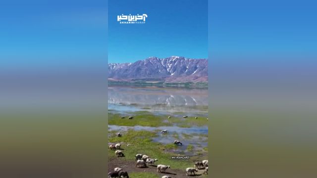 کشف طبیعت: تالاب زیبای چغاخور در استان چهارمحال و بختیاری