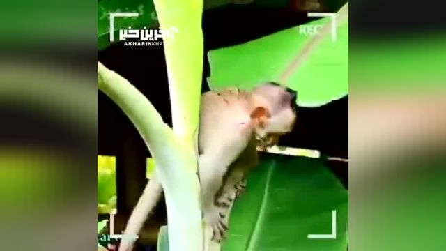 تلاش یک بچه میمون برای بیرون آمدن از زیر الوار | ببینید