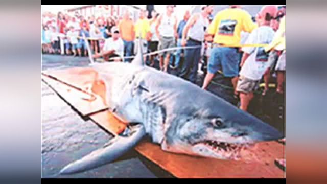 Real shark video