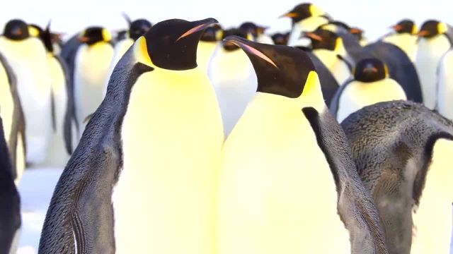 ویدیویی از هزاران جوجه پنگوئن ناز که از تخم بیرون می آیند!