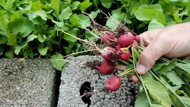 پرورش تربچه از کاشت تا برداشت در 20 روز | ایده باغبانی