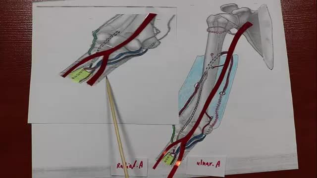 کمپارتمان بازویی و شریان های بازو | آموزش علوم تشریح (آناتومی) اسکلتی - عضلانی | جلسه هجدهم (2)