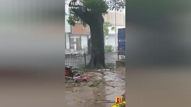 لحظه کنده شدن درخت تنومند بر اثر وزش باد شدید | ویدیو