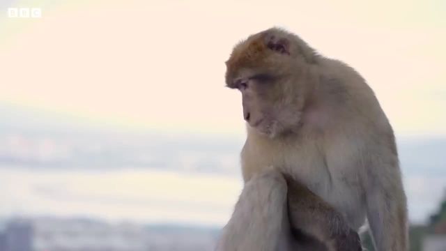 ویدیویی از آخرین میمون های وحشی در اروپا ببینید!