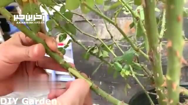 آموزش نحوه قلمه زدن گل رز با کمک سیب زمینی