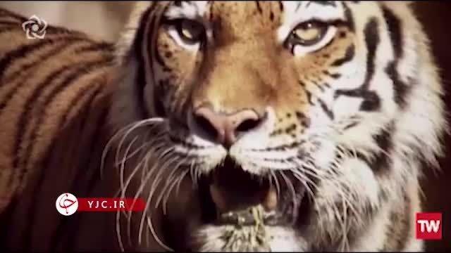 خطرناک ترین حیوان جهان برای انسان  دوبله فارسی
