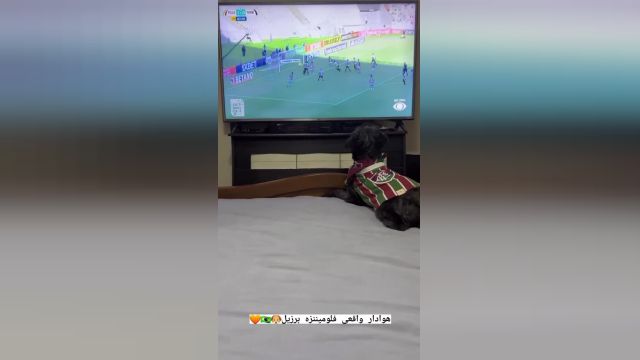 واکنش بامزه سگ هوادار فوتبال به گلزنی تیم محبوبش | ویدیو