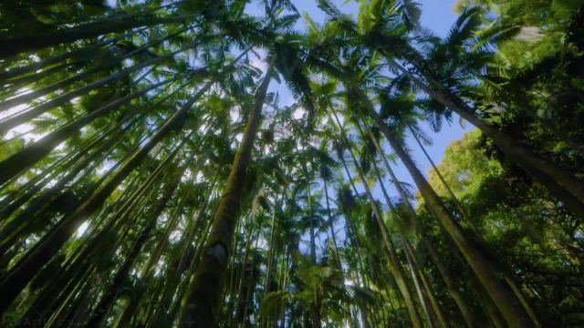 گنجینه‌ های طبیعت باغ گیاه‌ شناسی هاوایی | پیاده‌ روی مجازی در جنگل
