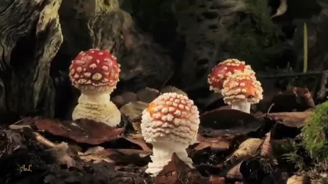 ویدیویی از طبیعت زیبا در سراسر جهان را حتما ببینید!