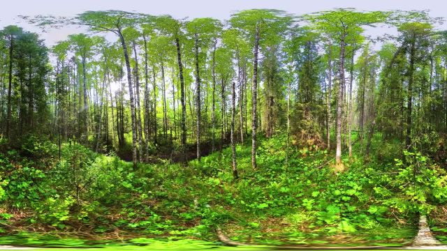 جنگل اسرارآمیز دریاچه زیوراتکول | آرامش طبیعت واقیت مجازی