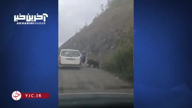 ویدیو غذا دادن به یک خرس در کنار جاده