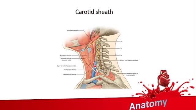 غلاف کاروتید (Carotid Sheath) | آموزش جامع علوم تشریح آناتومی سر و گردن | جلسه ششم (2)