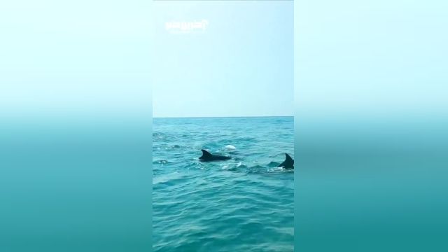 نمایی زیبا از رقص دلفین های جزیره هنگام قشم