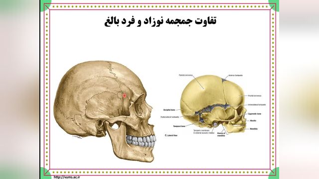 نماهای جمجمه | آموزش جامع علوم تشریح آناتومی مقطعی سر و گردن | جلسه دوم