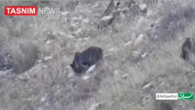 2 خرس قهوه‌ای در ‌سرخ‌آباد زنجان مشاهده شد | ویدیو