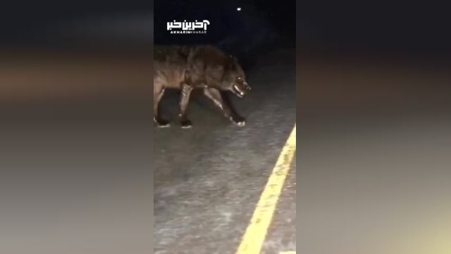 نمایی ترسناک از یک گرگ سیاه در وسط جاده