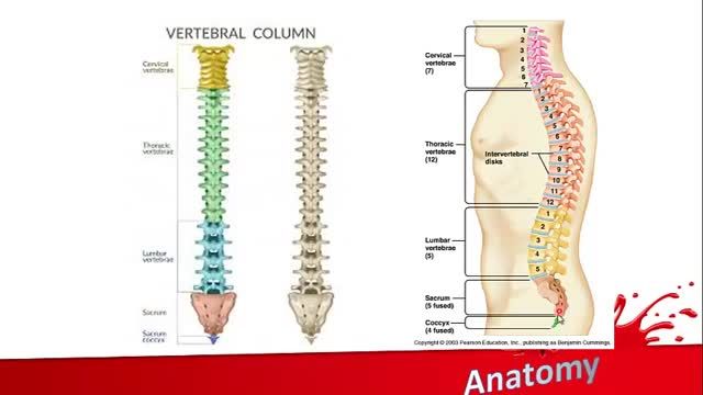 ستون مهره ای | آموزش علوم تشریح (آناتومی) اسکلتی - عضلانی | جلسه دوم (1)