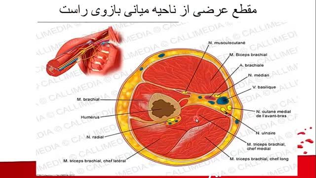 آناتومی مقاطع عرضی اندام فوقانی و تحتانی | آموزش آناتومی مقطعی بدن | جلسه دوازدهم (1)