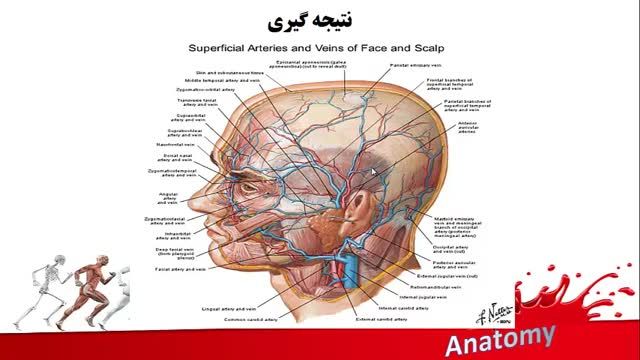 سیستم لنف صورت (Face Lymph) | آموزش جامع علوم تشریح آناتومی سر و گردن | جلسه پانزدهم