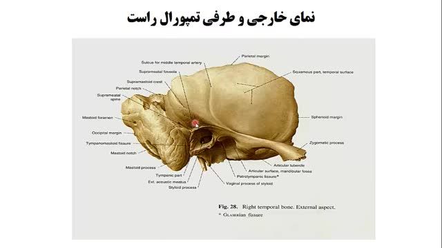 استخوان های جمجمه (Skull) | آموزش جامع علوم تشریح آناتومی سر و گردن | جلسه اول (9)