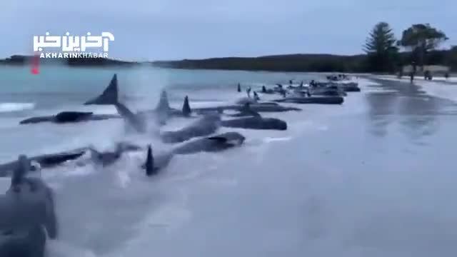 تلف شدن بیش از 50 نهنگ در استرالیا