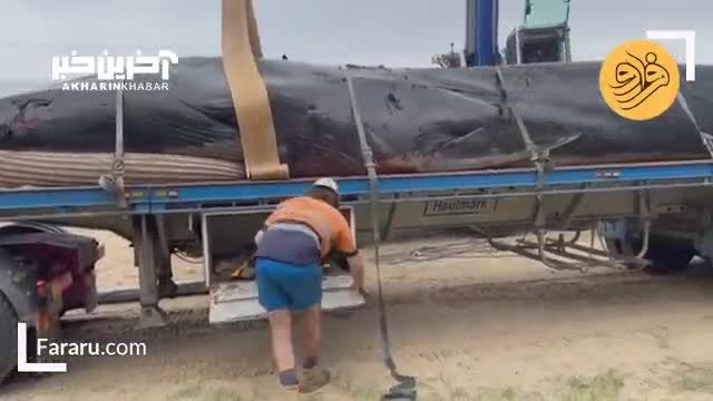 تراژدی نهنگ باله در سواحل استرالیا: دلخراش‌ترین خبر روز