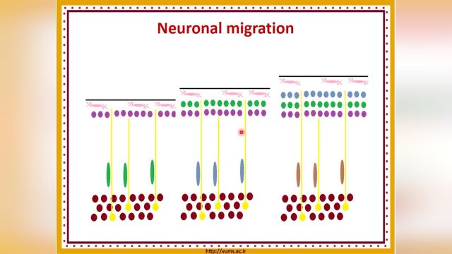 آموزش جامع و کامل نوروآناتومی | جلسه بیستم (3) | تکامل مغز (Development of the brain)