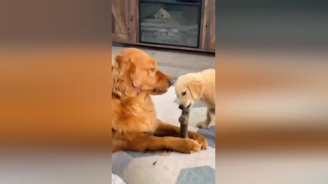 حسودی و حرص خوردن عجیب یک سگ غول پیکر مقابل سگ کوچک | ویدیو