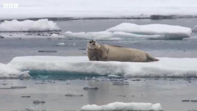 بهترین خرس های قطبی را در این ویدیو ببینید!