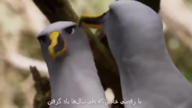 آلباتروس پرنده‌ای که هرگز خیانت نمی‌کند | ویدیو