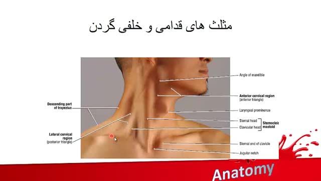 آموزش آناتومی سطحی بدن | آناتومی سطحی سر و گردن | جلسه چهارم (1)