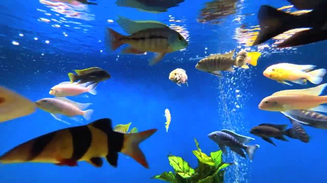 صداهای آرامش بخش تانک ماهی آکواریومی | بدون موسیقی