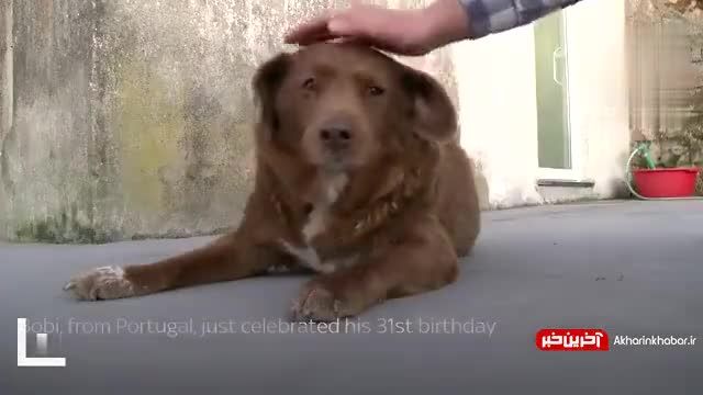 پیرترین سگ جهان 31 ساله شد | ویدیو