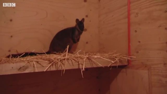 Fostering Tiny Baby Rock Wallabies | Nature's Miracle Babies | BBC Earth