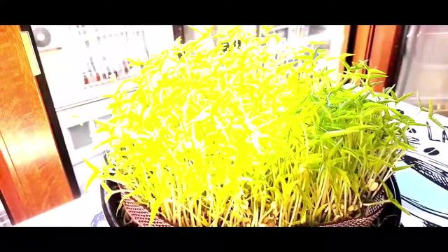 ساده ترین روش درست کردن سبزه ماش برای نوروز