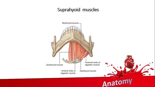 عضلات Suprahyoid | آموزش جامع علوم تشریح آناتومی سر و گردن | جلسه هفتم