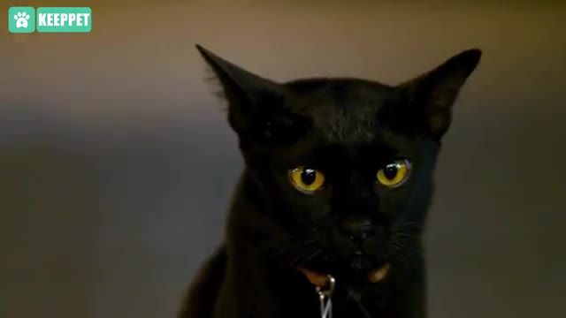 حقایقی در مورد گربه های سیاه که هرگز نشنیده اید!