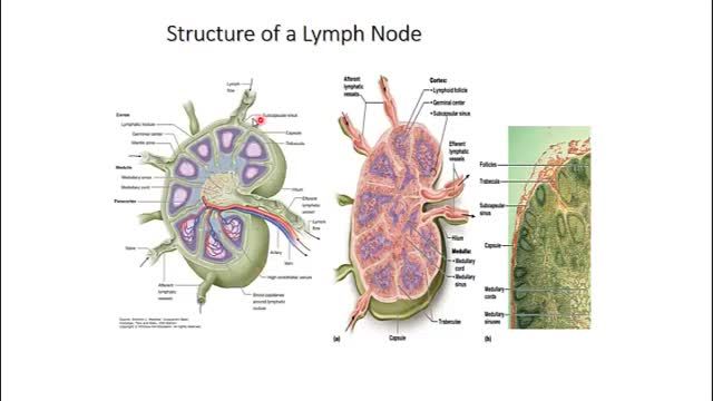 سیستم لنفاوی (Lymphoid system) | آموزش علوم تشریح آناتومی قلب و عروق | جلسه نهم (5)