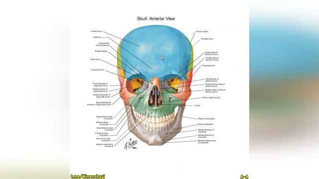 وبینار استخوان شناسی آناتومی سر و گردن | جلسه اول (بخش 1)