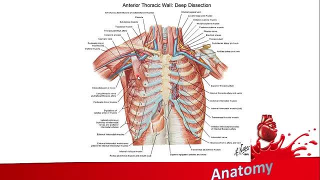 جدار قفسه سینه (Chest wall) | آموزش علوم تشریح (آناتومی) اسکلتی - عضلانی | جلسه پنجم (4)